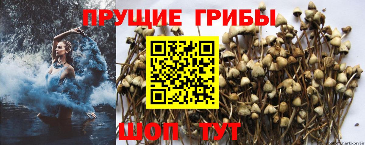 Псилоцибиновые грибы GOLDEN TEACHER Алексин